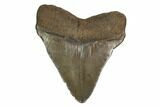 Juvenile Megalodon Tooth - South Carolina #164953-2